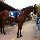 Jolie Bay at Hawkesbury races Jolie Bay at Hawkesbury races